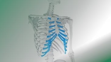 Human ribcage with cartilage: Illustration 101264698 / Human Cartilage Ribcage © Sebastian Kaulitzki | Dreamstime.com