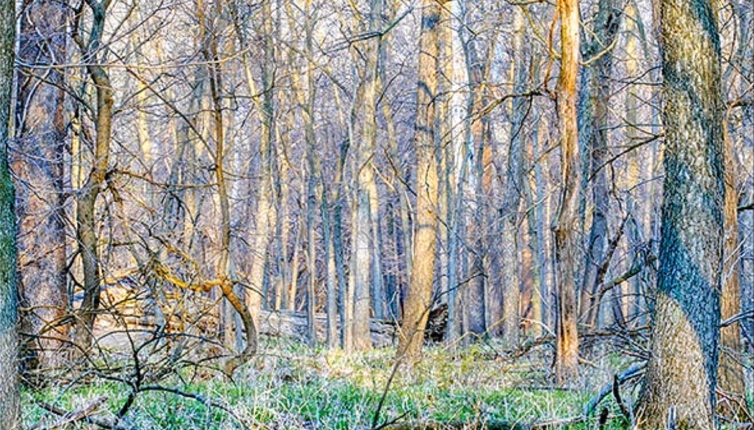 Woods in early spring, photo credit: Pat Mingarelli