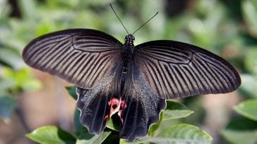 Chinese Red and Black Butterfly: Photo 3917692 © William Perry | Dreamstime.com