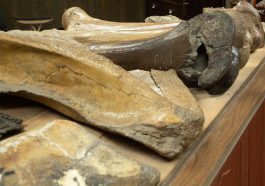 Dinosaur bones display, Range Rider Museum, Montana Photo 179689191 © Tloventures | Dreamstime.com