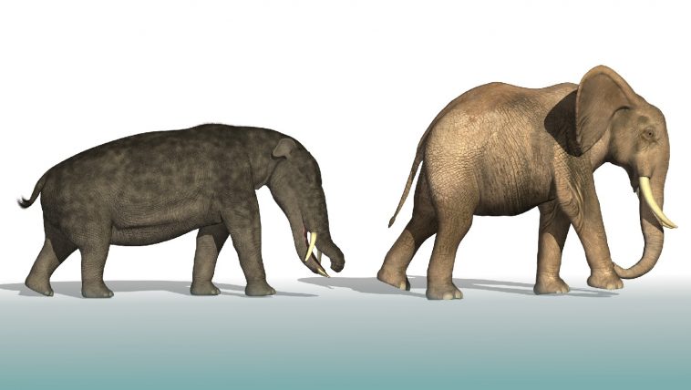 Platybelodon compared to an elephant: Illustration 24591484 © Linda Bucklin | Dreamstime.com