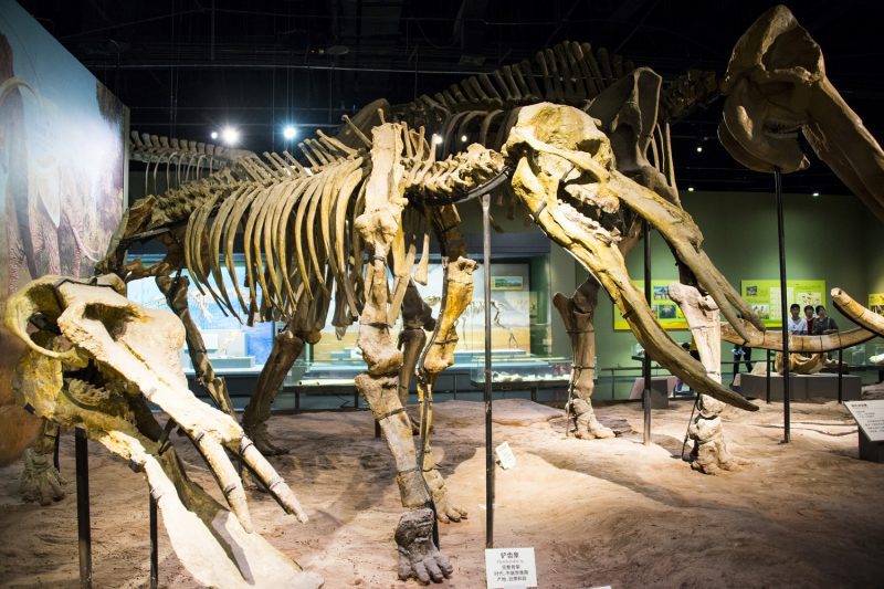 Fossil platybelodon from the elephant kind on display in China: Photo 104571977 © Zjm7100 | Dreamstime.com