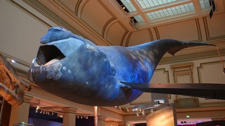Northern Right Whale on display at the National Museum of Natural History, Washington, D.C.: ID 195950245 © Jiawangkun | Dreamstime.com