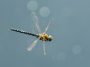 Dragonfly-flying-: Photo 166907078 © Chrismrabe | Dreamstime.com