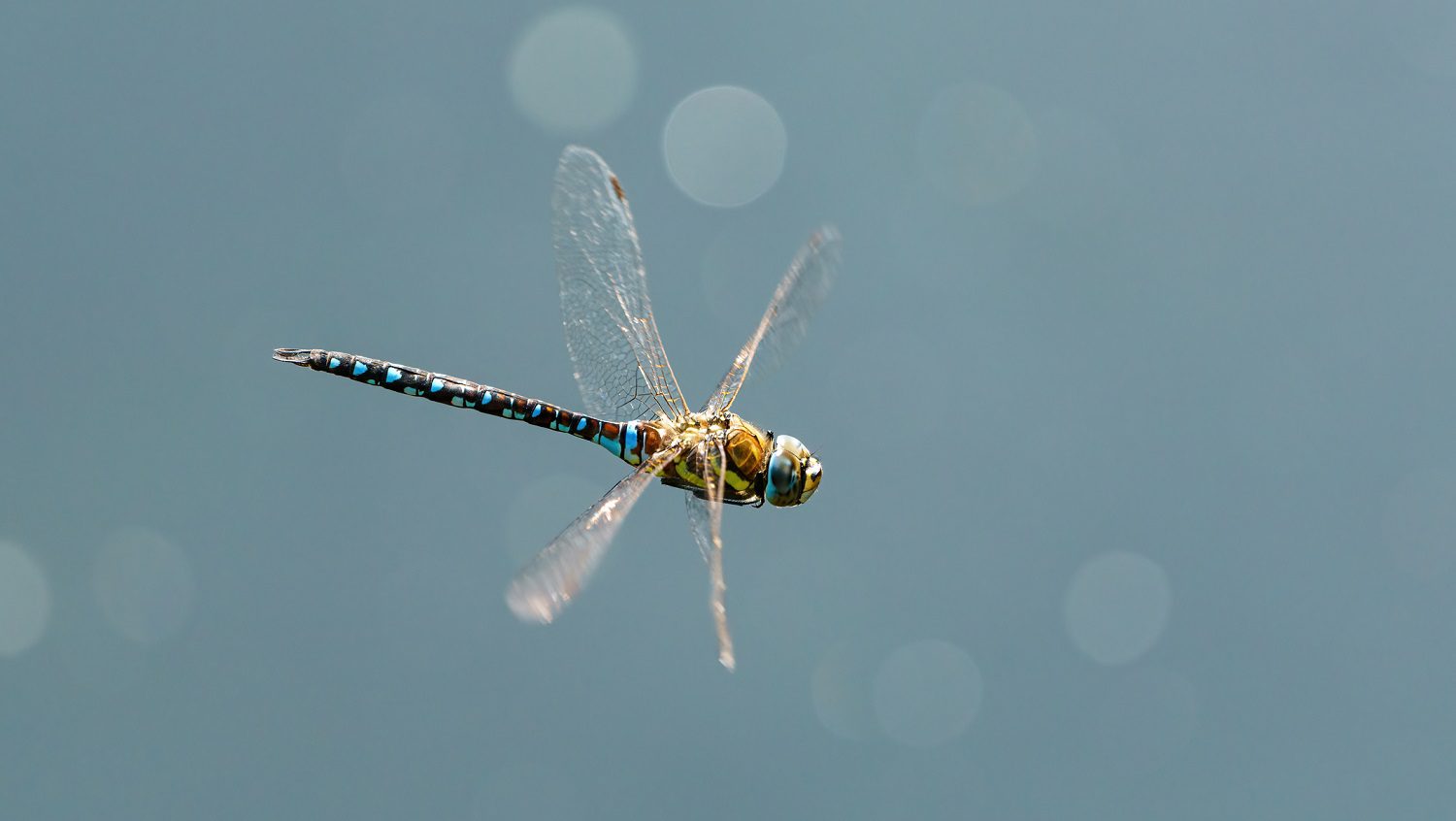 Dragonfly-flying-: Photo 166907078 © Chrismrabe | Dreamstime.com