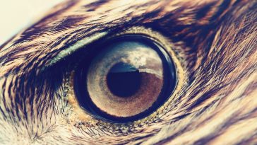 Golden Eagle closeup of eye with feathers: Photo 86381819 © Mycteria | Dreamstime.com