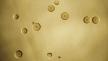 Mycoplasma bacterial colony: Photo 72969507 © | Dreamstime.com
