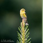 American goldfinch on a pine branch, photo credit: William Wise