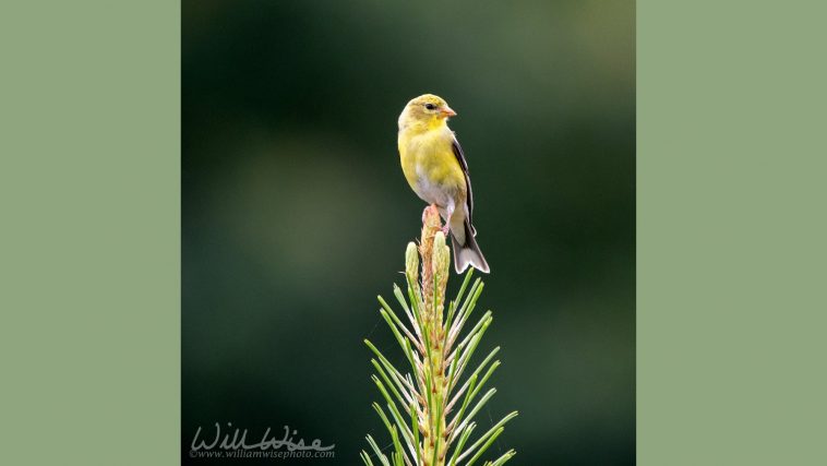 American goldfinch on a pine branch, photo credit: William Wise