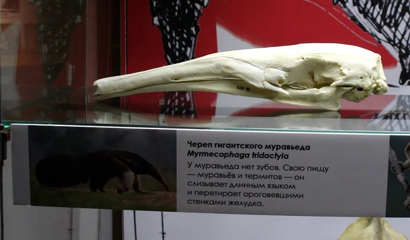 Giant anteater skull on display: Photo 104050938 / Anteater © Rustik76 | Dreamstime.com