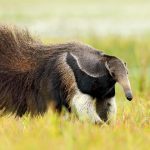 Anteater with tail out walking through the grass: Photo 113787045 / Anteater © Ondřej Prosický | Dreamstime.com