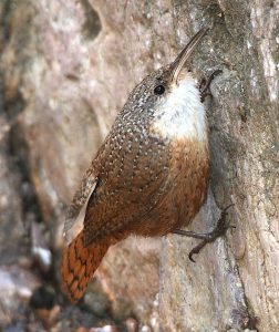 Canyon wren, photo credit: Canyon Ministries