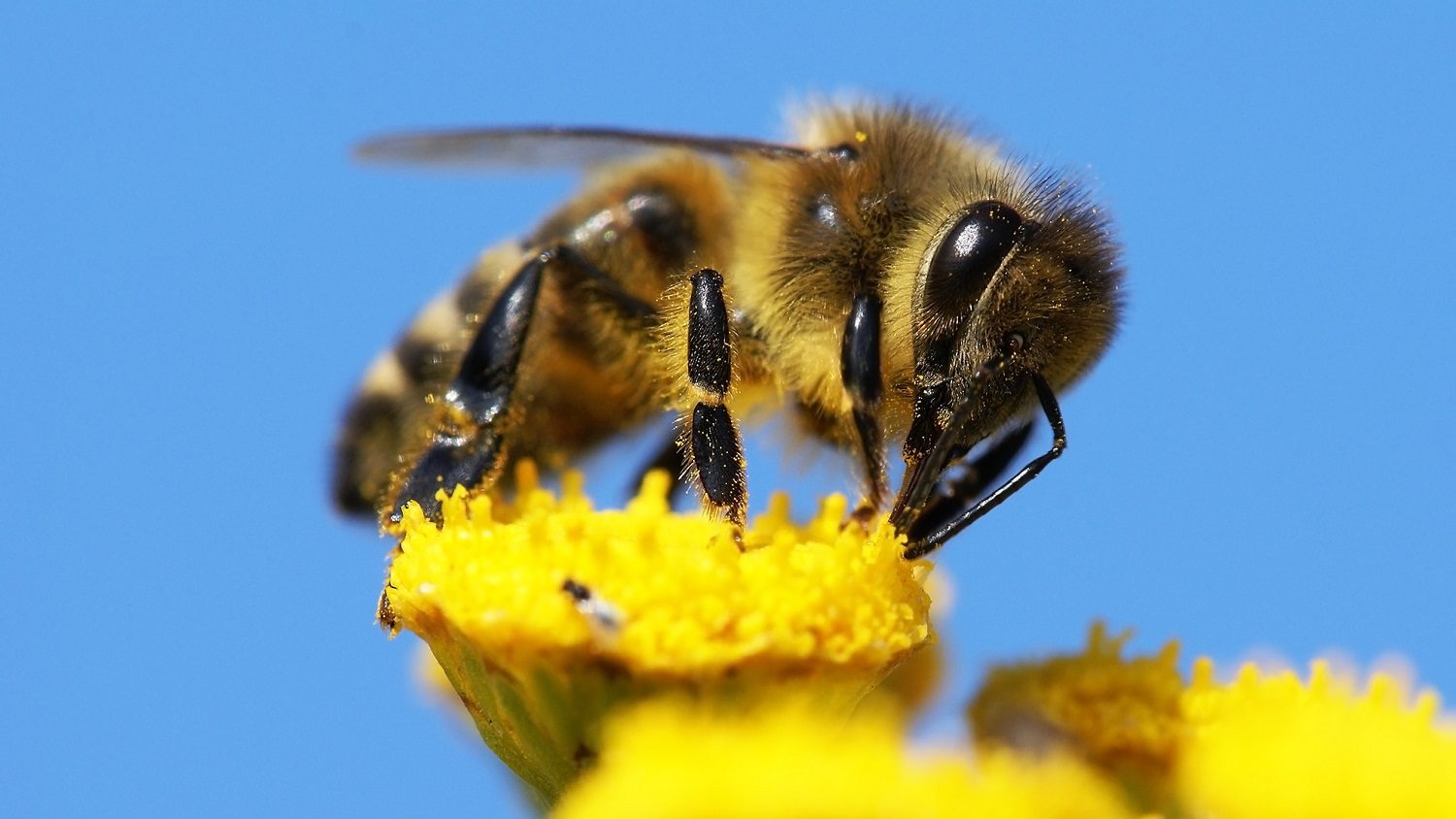 Closeup of a Honeybee on a yellow flower: Photo 13931638 / Honeybee Closeup © Daniel Prudek | Dreamstime.com
