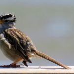 Songbird on a board, photo credit: Wendy MacDonald