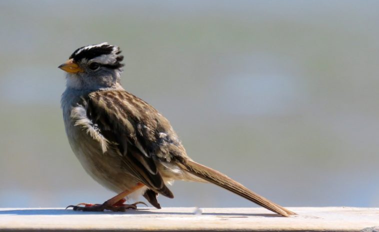 Songbird on a board, photo credit: Wendy MacDonald