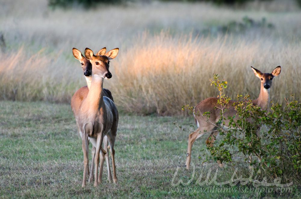 Twin Texas White Tailed Deer fawns, photo credit: William Wise Photography