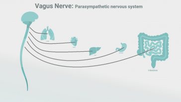 Diagram of the brain and vagus nerve connections to the body: Illustration 227529770 / Intestines Brain © Tetiana Pavliuchenko | Dreamstime.com