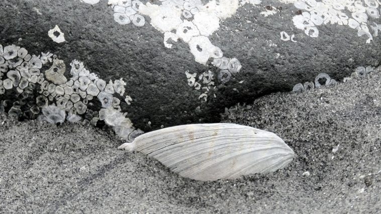 Clamshell half buried in sand, photo credit: Wendy McDonald