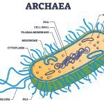 Archaea bacteria illustration: Illustration 236063317 © VectorMine | Dreamstime.com