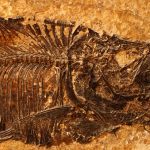 Eocene layer fish fossil: Photo 1306433 / Fish Fossil © Paul Maguire | Dreamstime.com