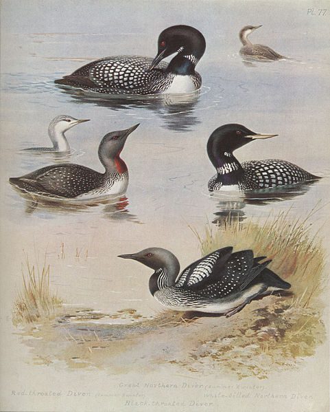 Four Diver birds: Archibald Thorburn (1860–1935) 