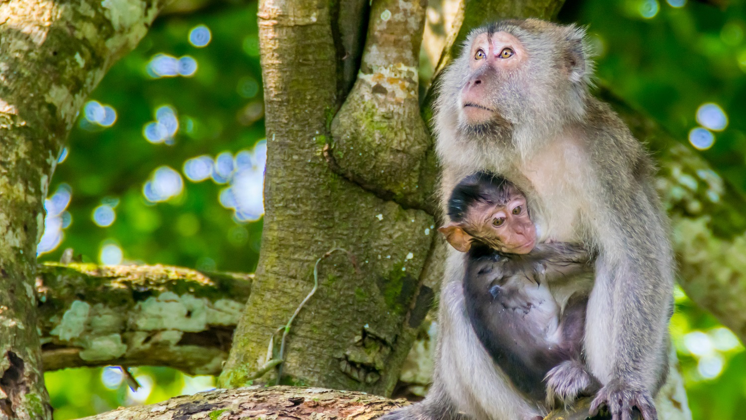 Macaque monkey with baby: Photo 66976064 © Asang Hurai | Dreamstime.com