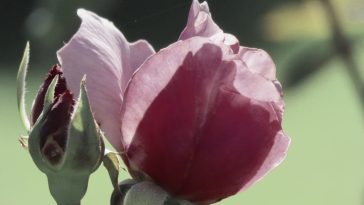 Pink rose with bud, photo credit: Wendy MacDonald