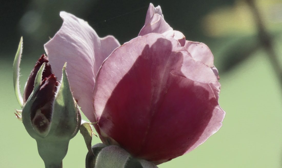 Pink rose with bud, photo credit: Wendy MacDonald