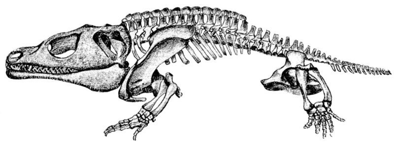 Cacops fossil depiction