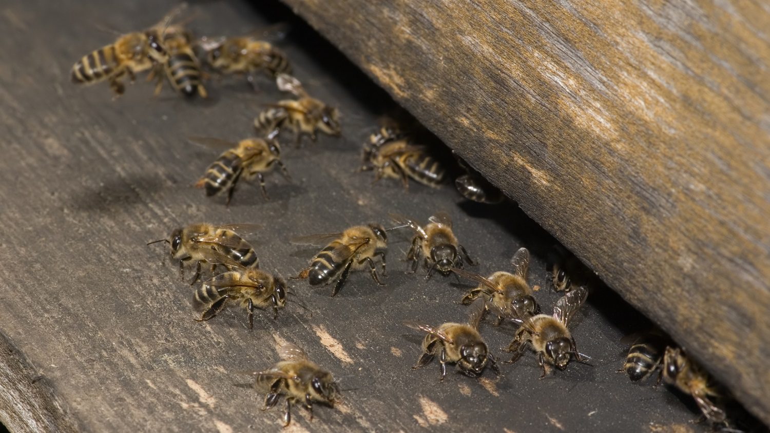 Honeybees with wooden hive: Photo 4145493 / Bee Hive Honeybee © Armando Frazão | Dreamstime.com