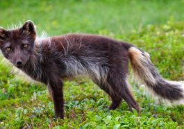 Blue Arctic Fox looking skinny in a flowery meadow: Photo 22651325 © Max5128 | Dreamstime.com