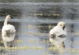 Swans on a lake, photo credit: Wendy MacDonald