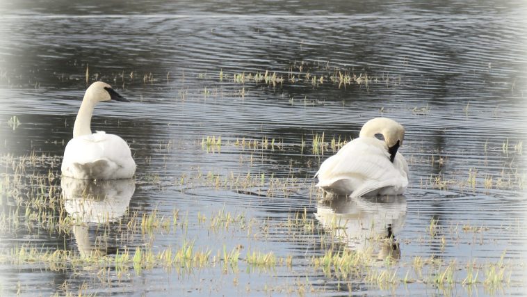 Swans on a lake, photo credit: Wendy MacDonald