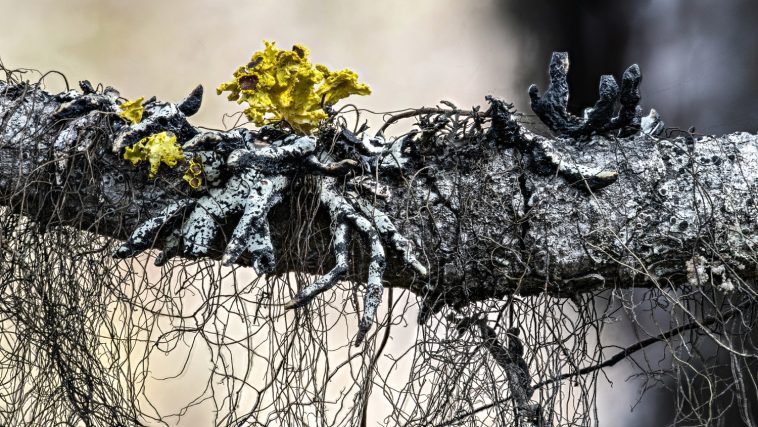 Several lichens growing on a dead tree branch: Photo 187410342 © Hellmann1 | Dreamstime.com