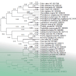 Feline evolutionary tree diagram
