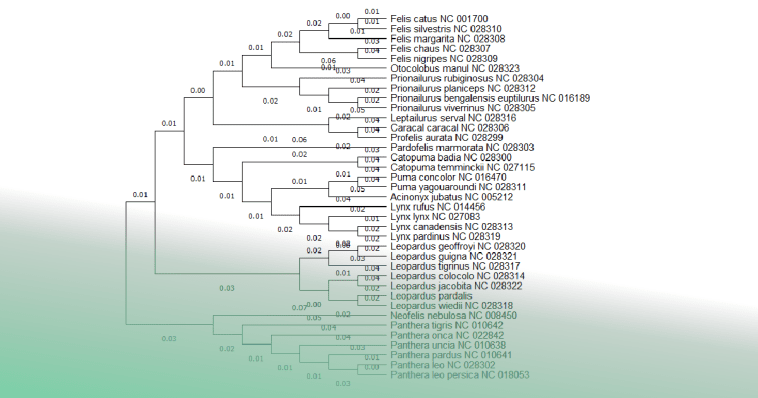 Feline evolutionary tree diagram