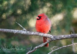 Northern cardinal on a branch, photo credit: William Wise Photography