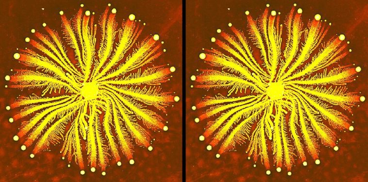 Paenibacillus colony in a starburst shape