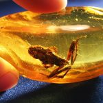 Small frog preserved in amber: Photo 54155440 / Amber Insect © Galyna Andrushko | Dreamstime.com