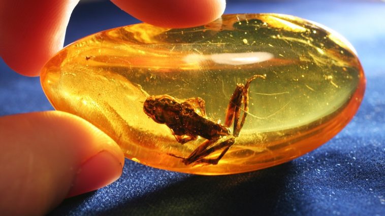 Small frog preserved in amber: Photo 54155440 / Amber Insect © Galyna Andrushko | Dreamstime.com