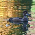 Duck on water, photo credit: Wendy MacDonald
