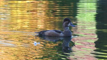 Duck on water, photo credit: Wendy MacDonald