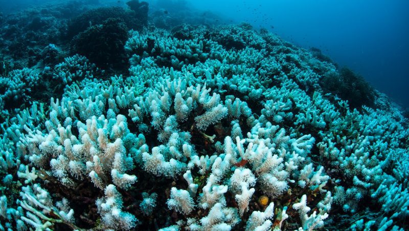 Bleached coral, Indonesia: Photo 61314188 / Bleached Coral © Ethan Daniels | Dreamstime.com