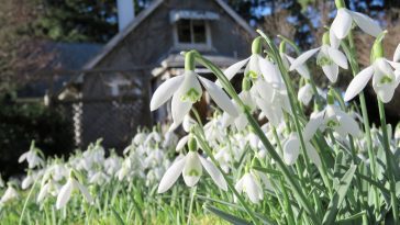 Snowdrops by Wendy MacDonald