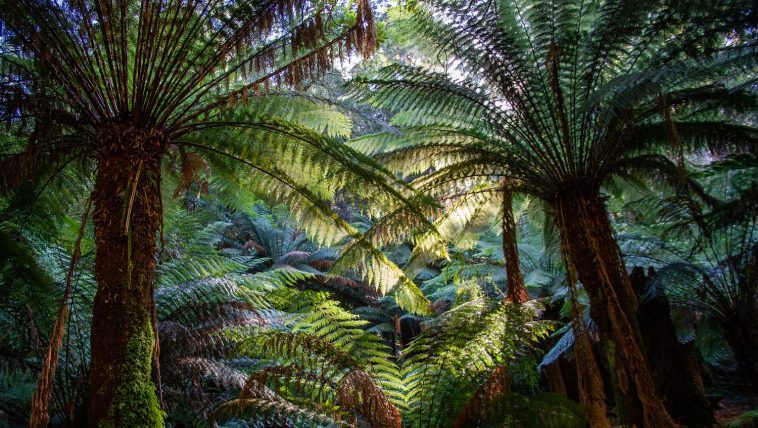 Tasmanian tree ferns with blue sky behind: Photo 223567688 © Ken Griffiths | Dreamstime.com