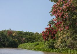 Flowering trees along the riverbank, Pantanal, Brazil: Photo 53294473 © Oakdalecat | Dreamstime.com