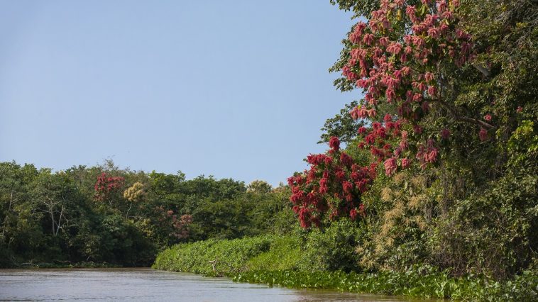 Flowering trees along the riverbank, Pantanal, Brazil: Photo 53294473 © Oakdalecat | Dreamstime.com