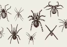 Various arachnids: Illustration 101760383 © Artur Balytskyi | Dreamstime.com