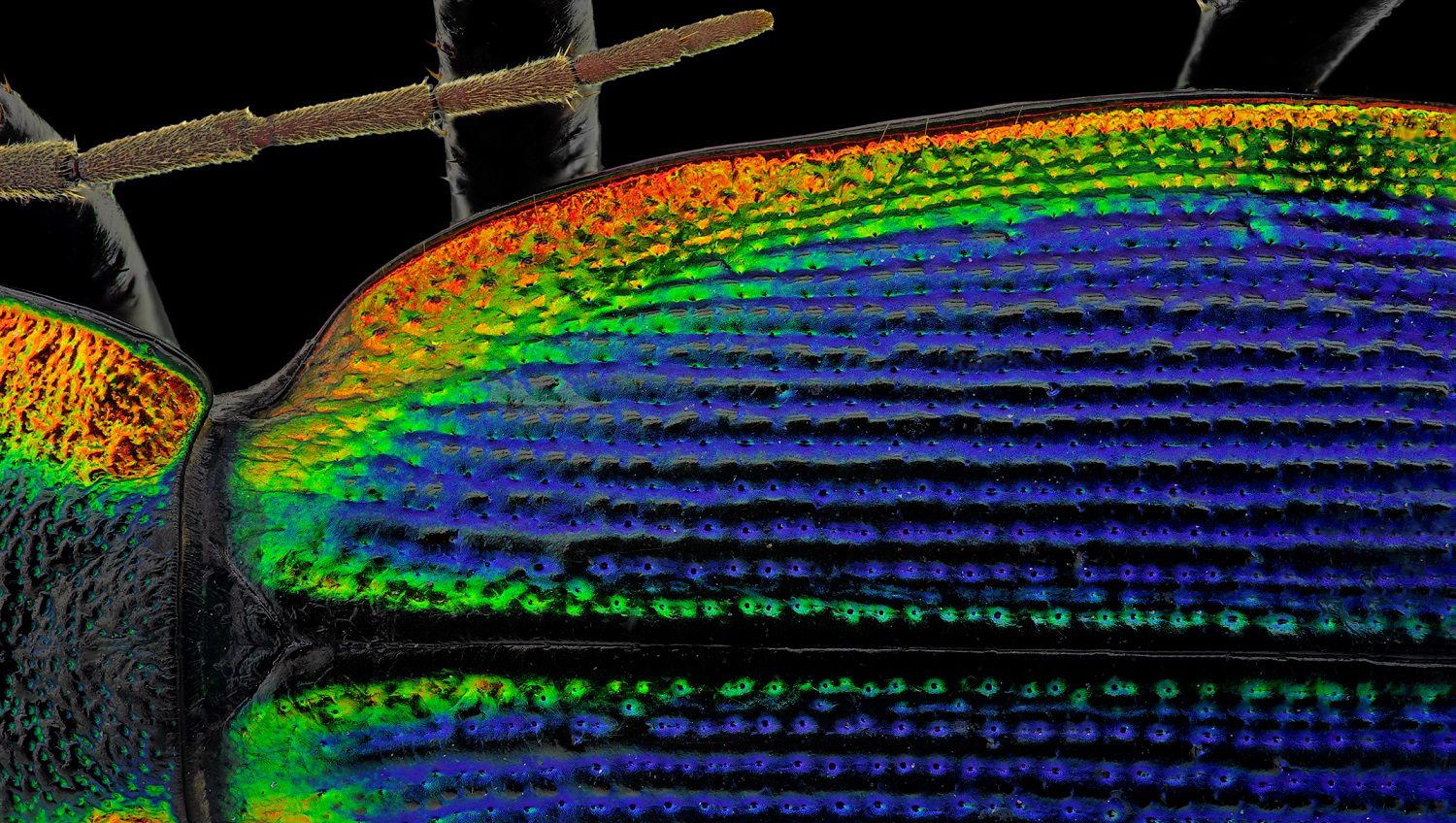 Ground beetle back closeup: Photo 101585861 / Ground Beetle © Marcouliana | Dreamstime.com