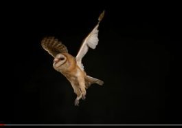 Owl Flight mimetics YouTube still Bruce Malone